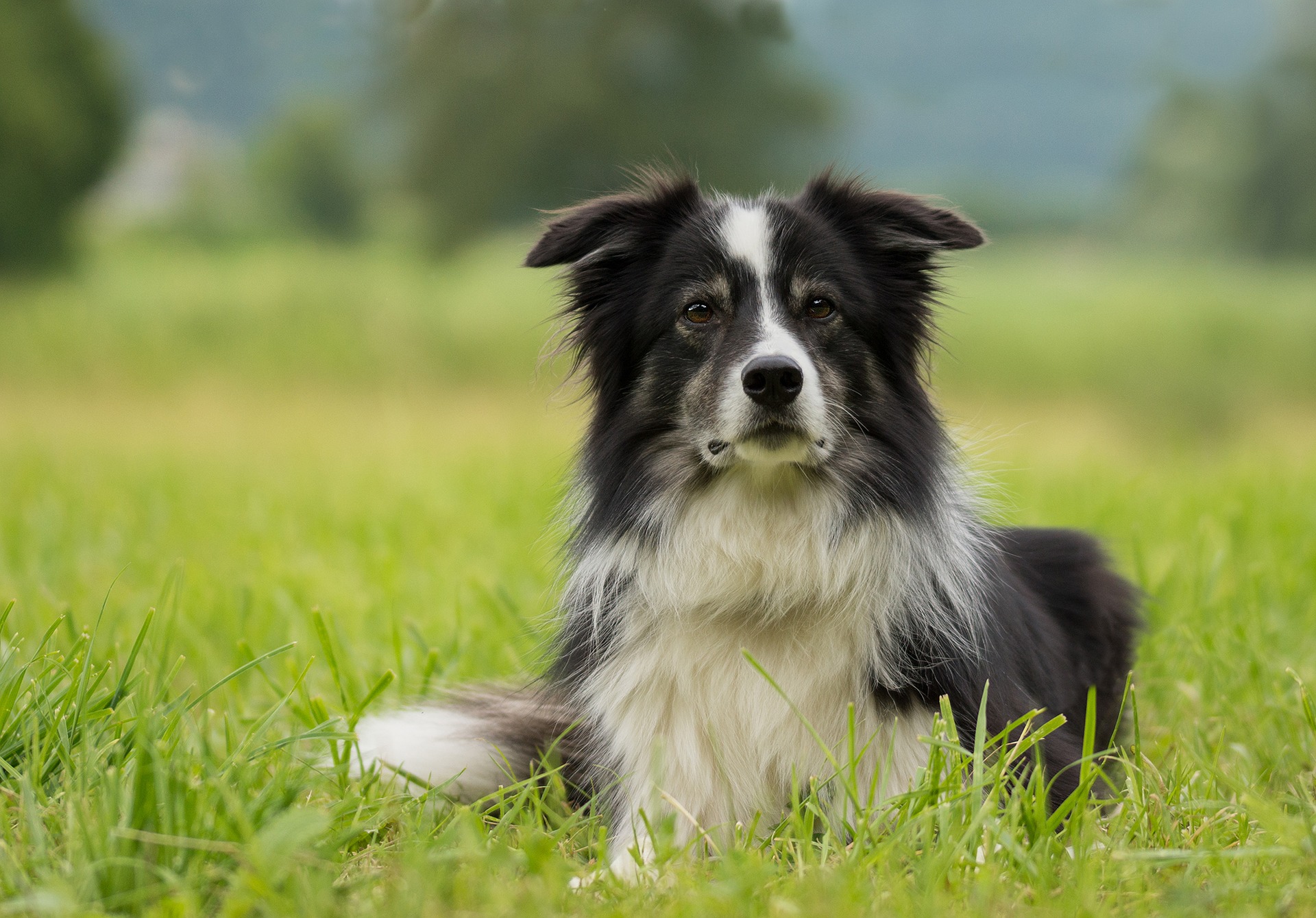 Border Collie in Grass