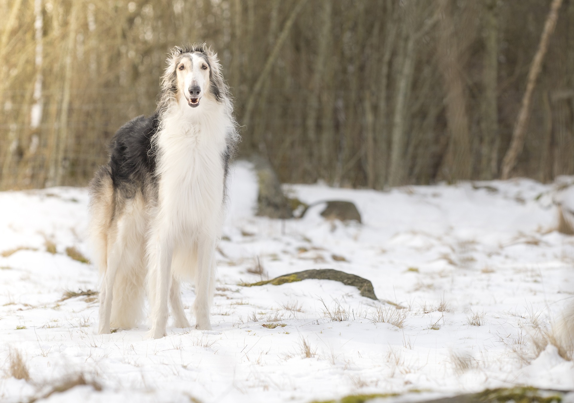 borzoi in snow