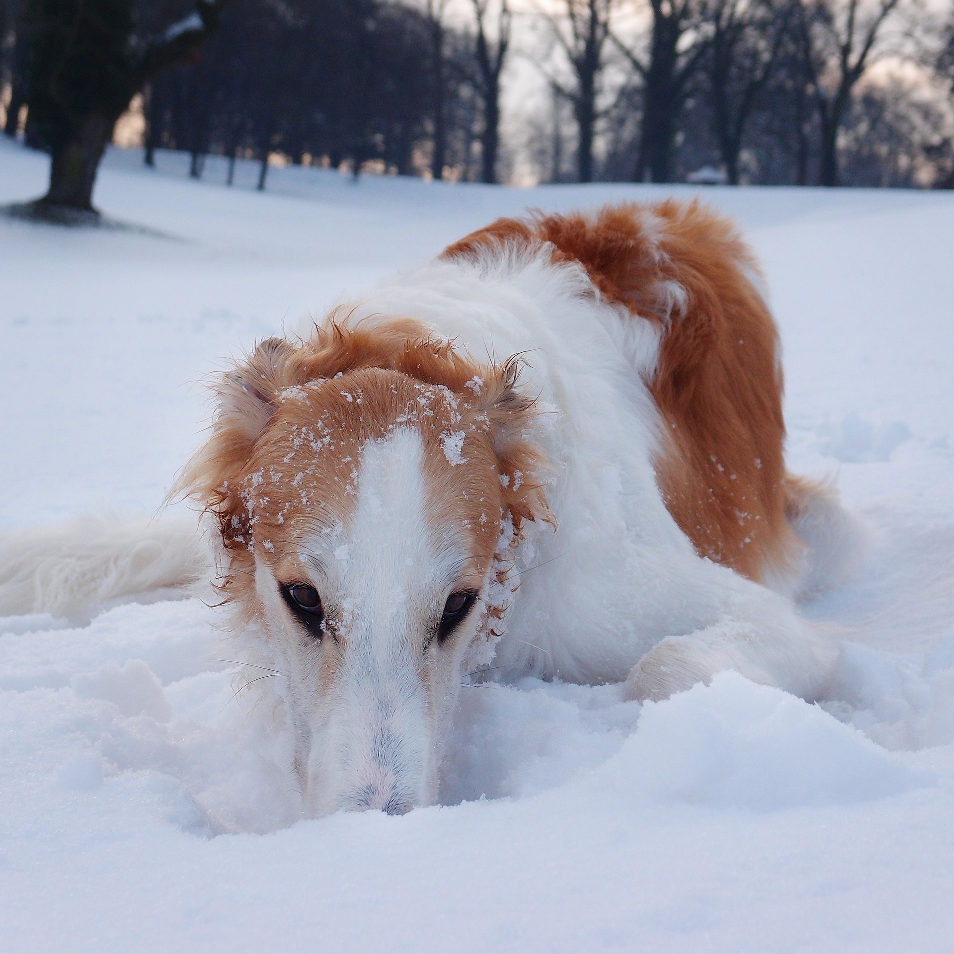 borzoi with nose in snow
