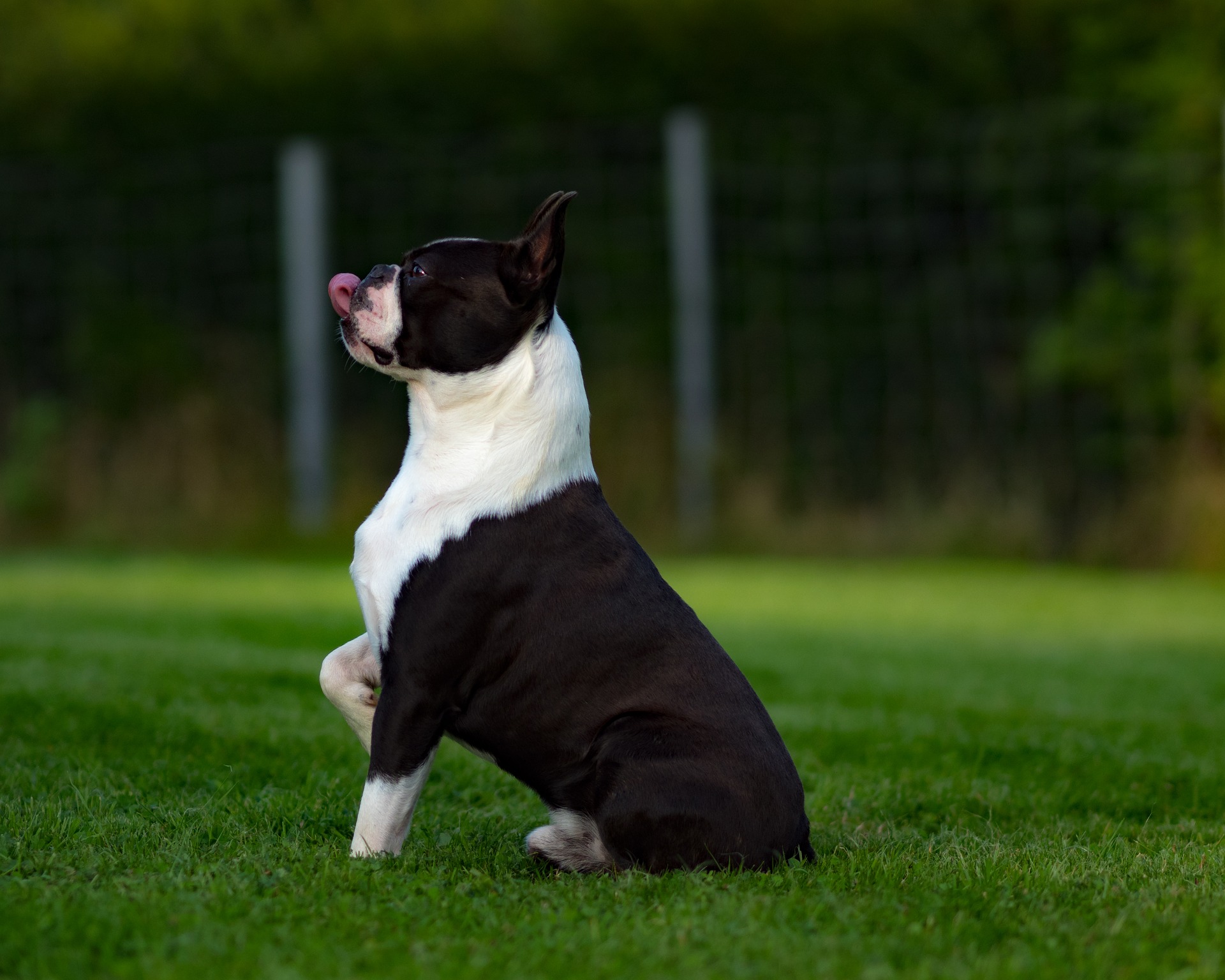 Boston Terrier Profile