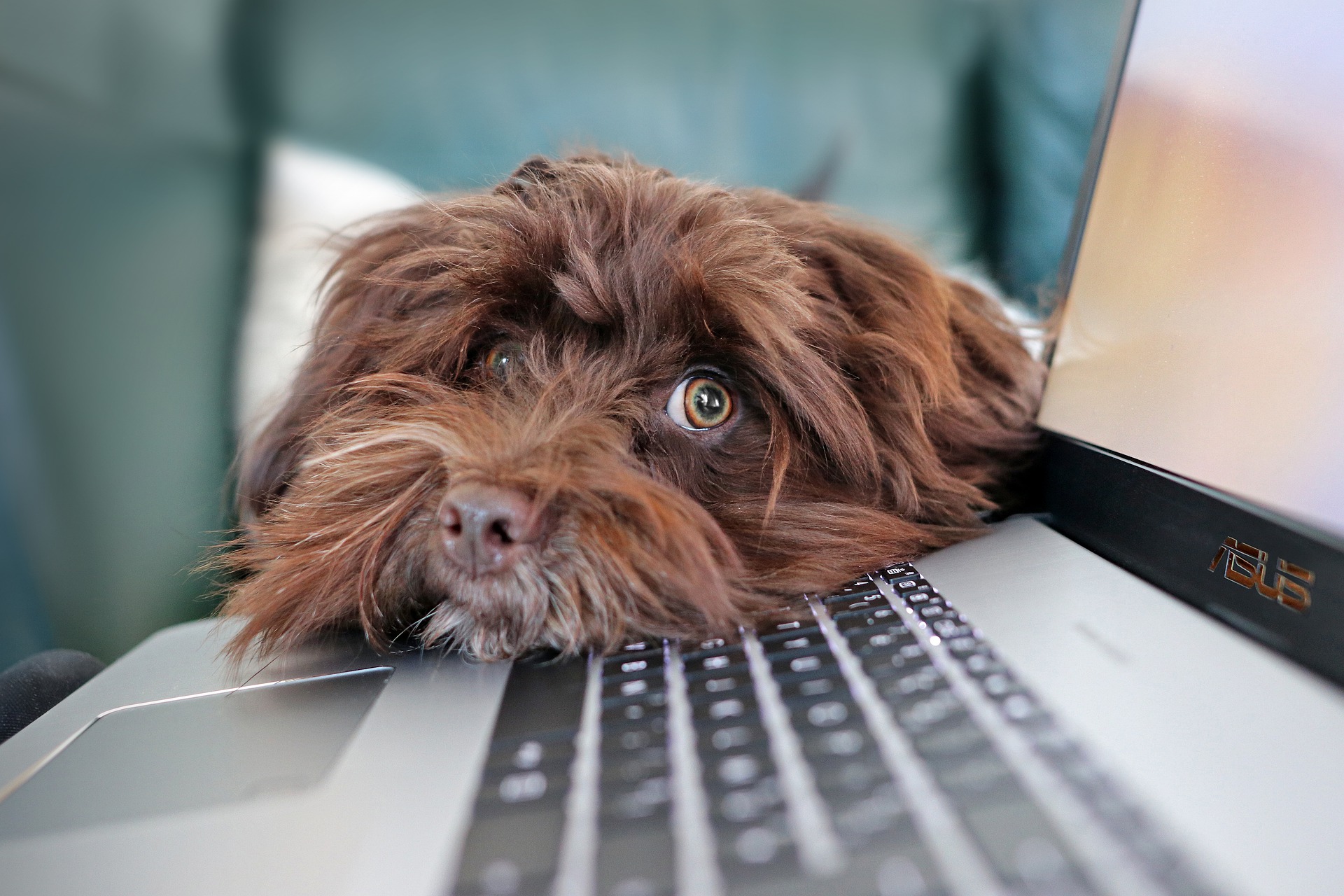 Computer pup