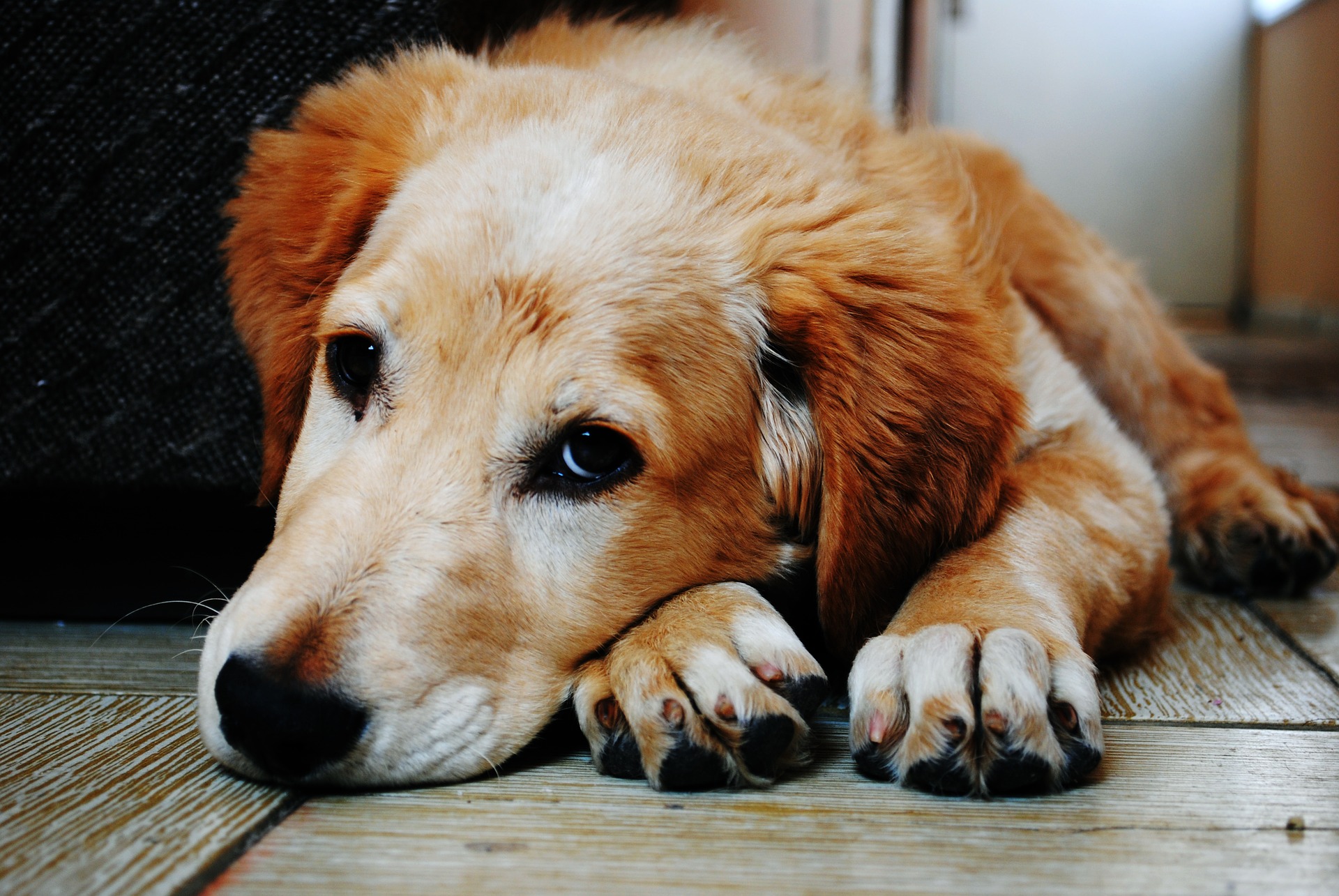 The Science Behind Puppy Dog Eyes.