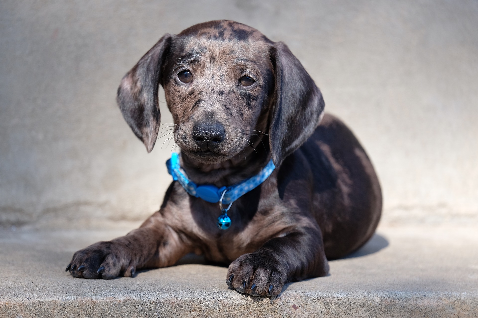 Dachshund puppy