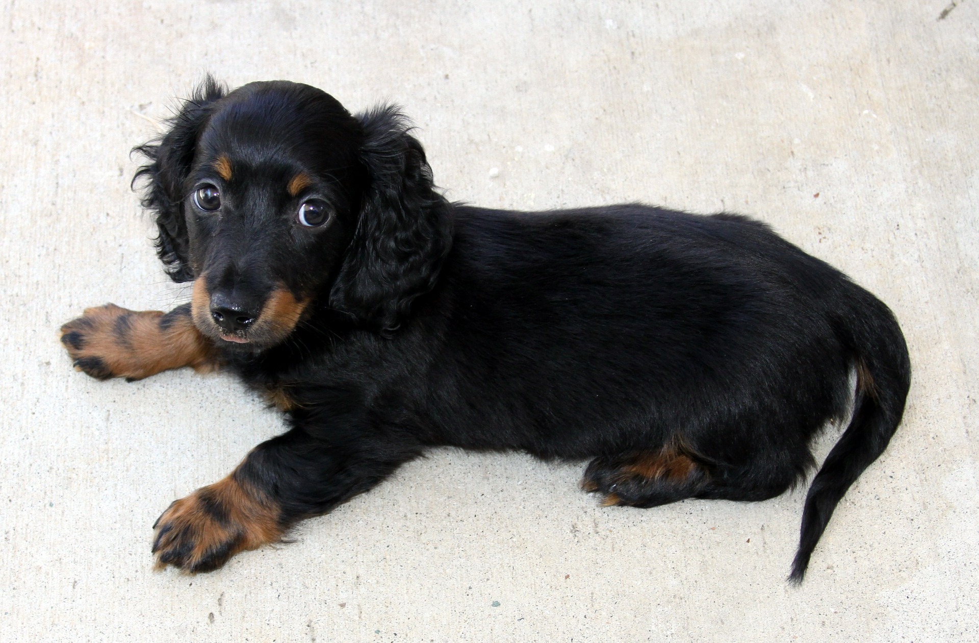 Long haired Dachshund puppy