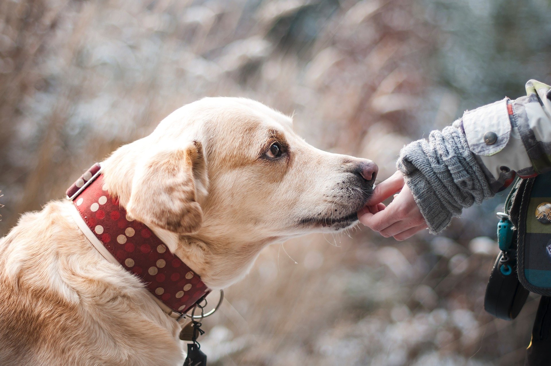 Dog taking a treat