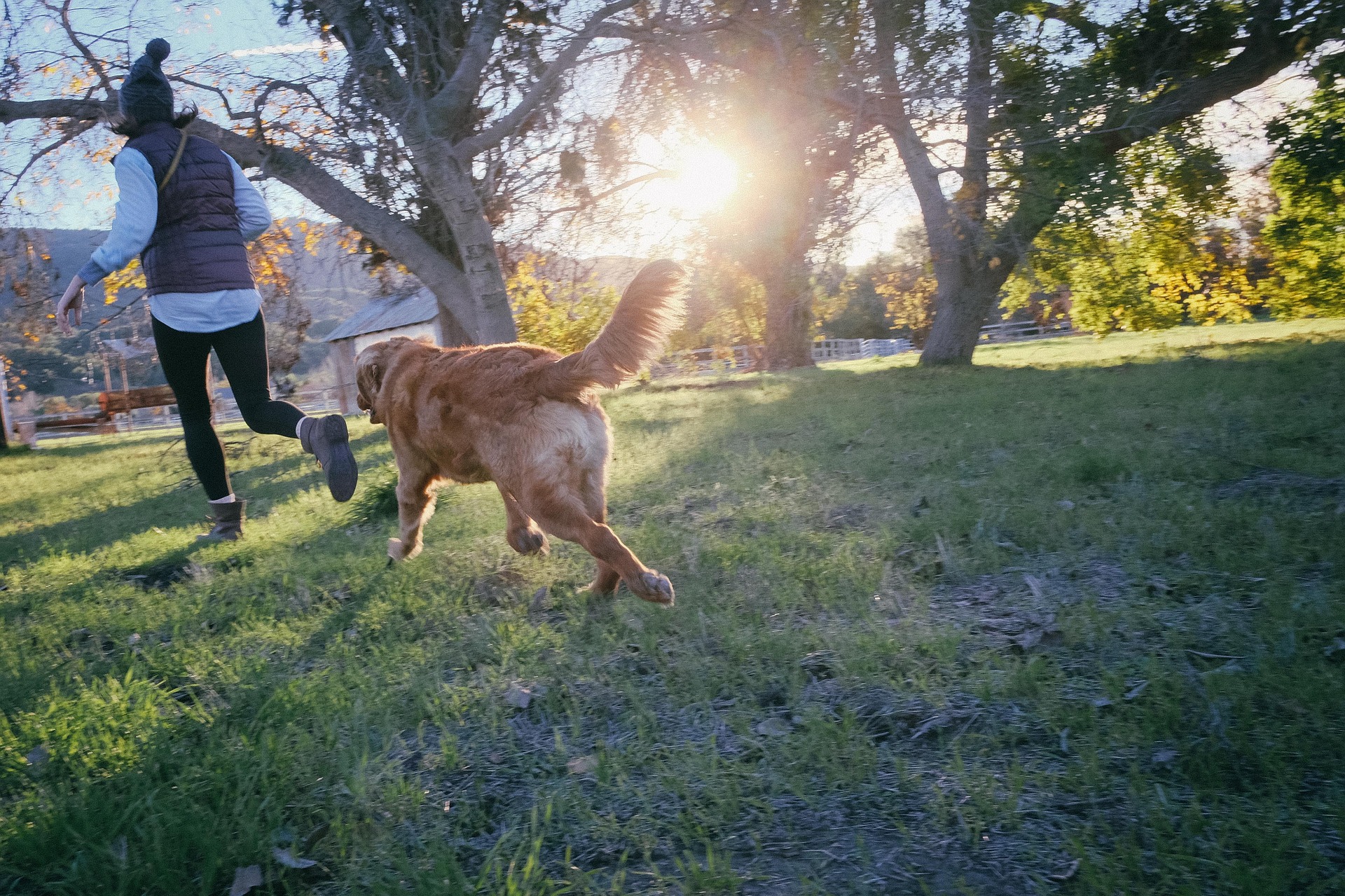 Dog on run