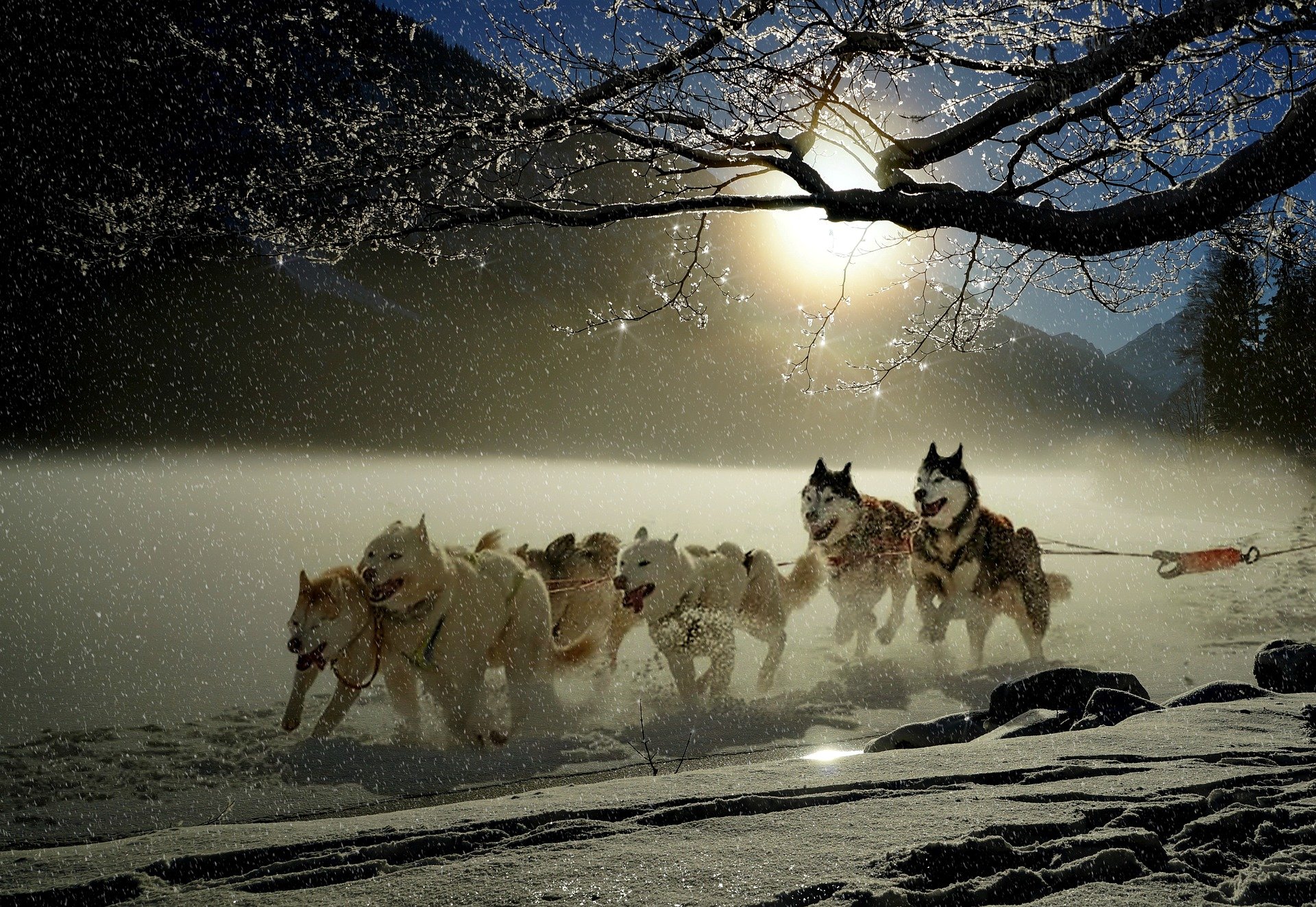 Dog sled team