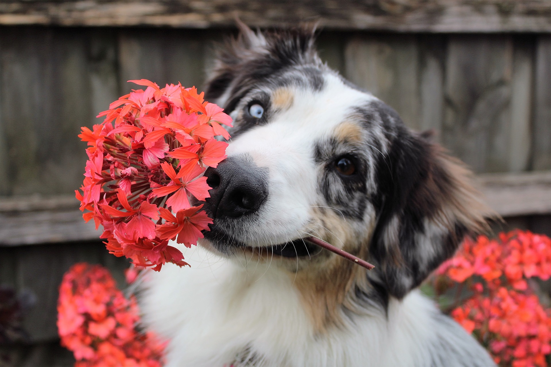 Pup with flower