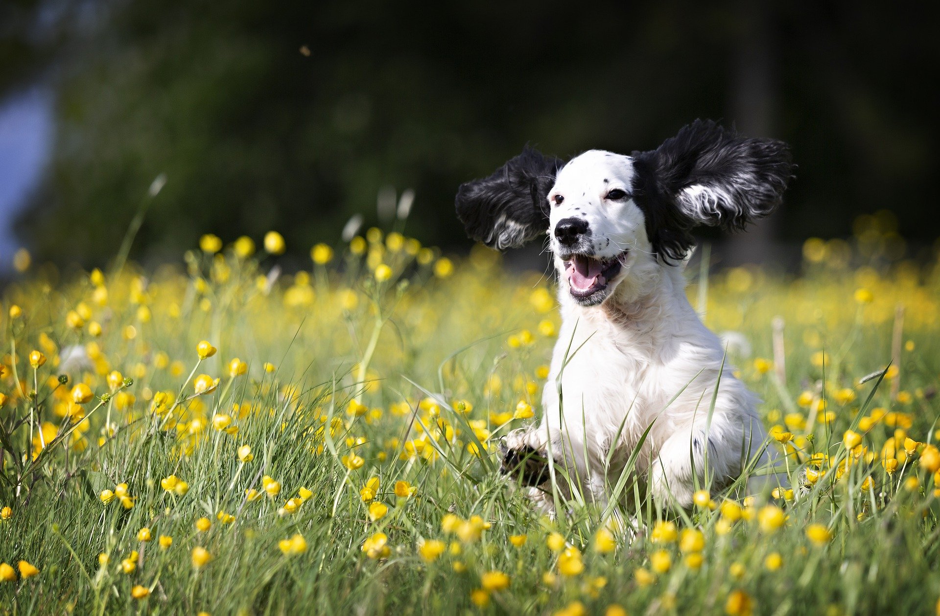 flower pup