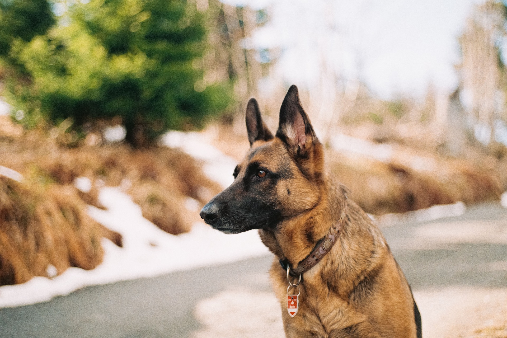 german shepherd laying