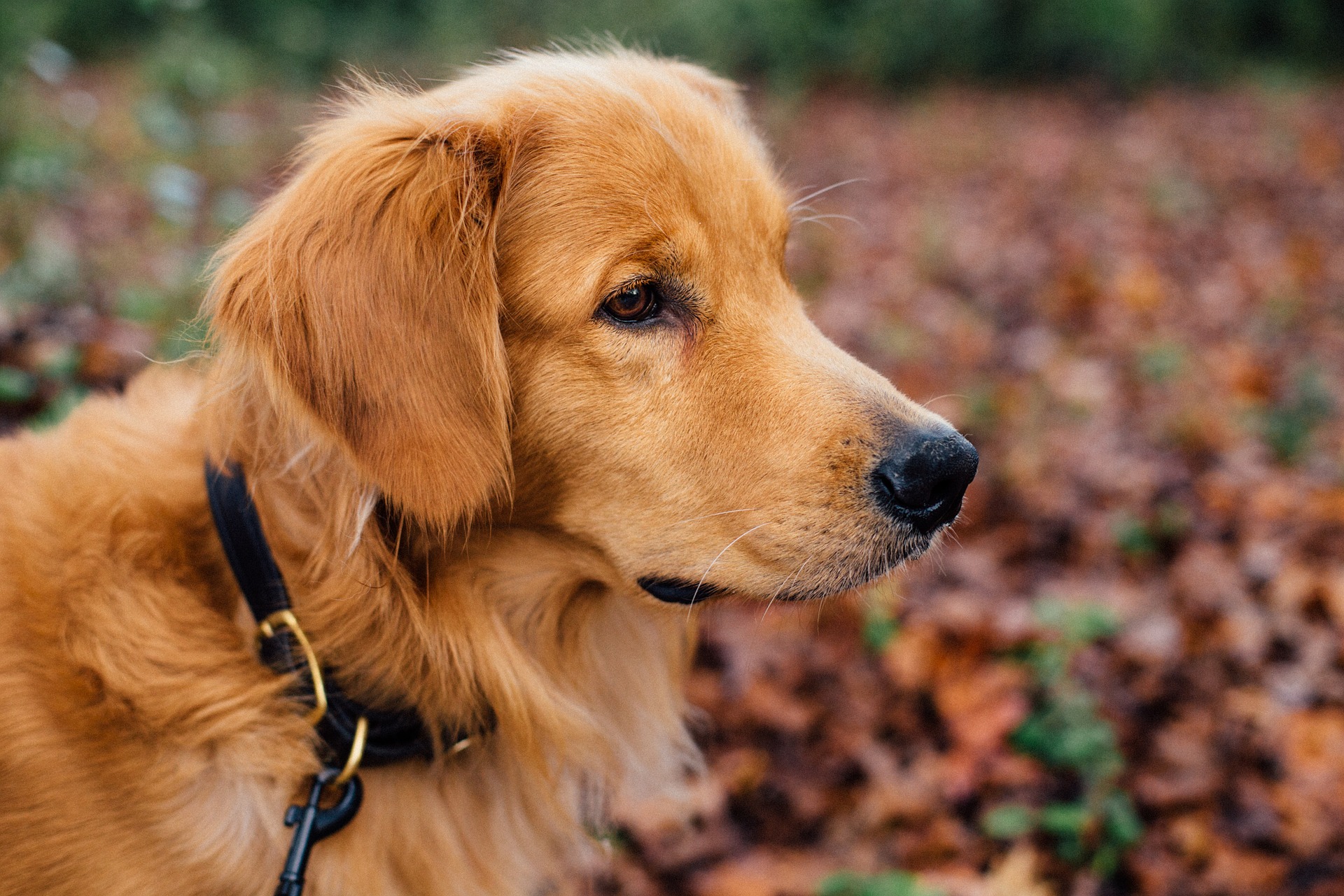 golden retriever in leaves