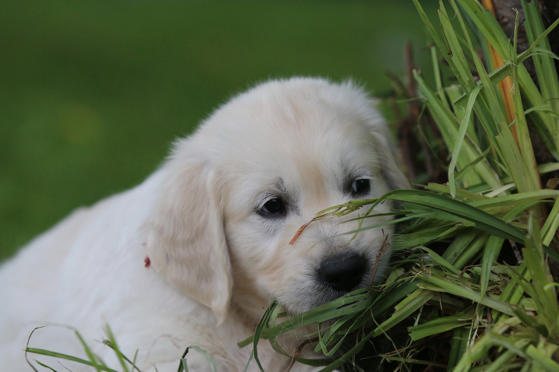 golden retriever puppy