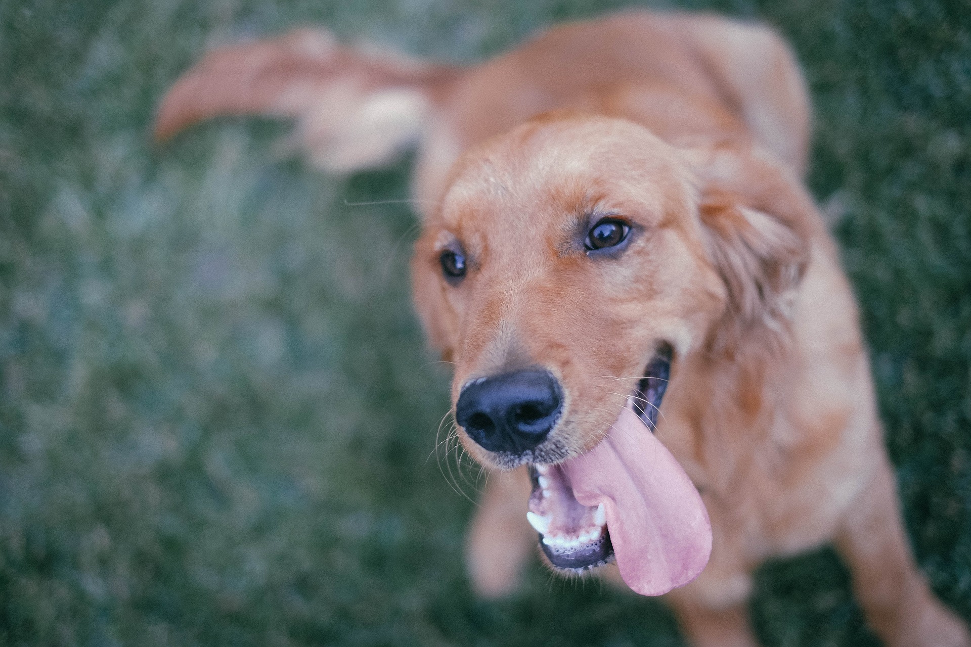 golden retriever