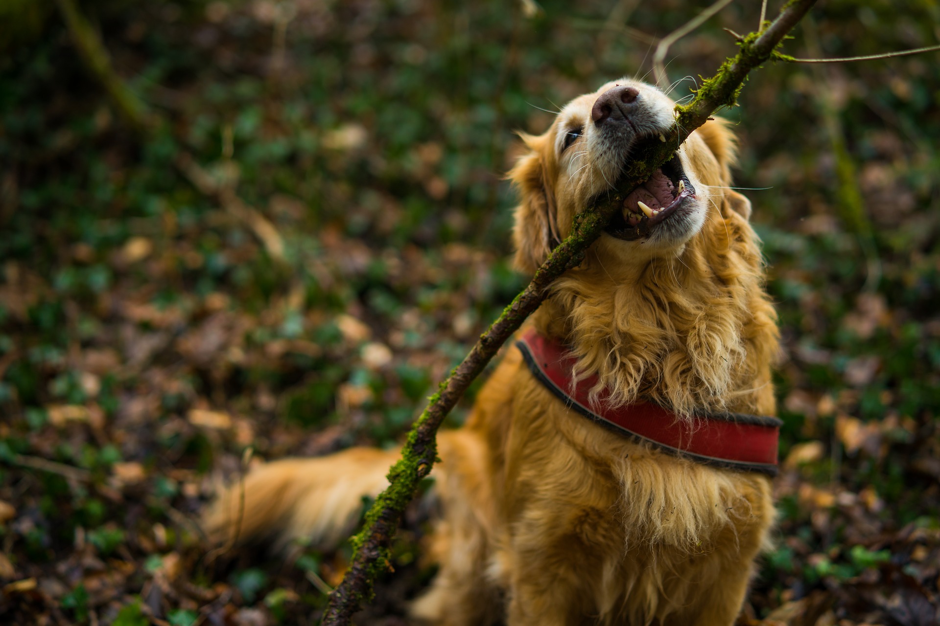 Golden retriever playing