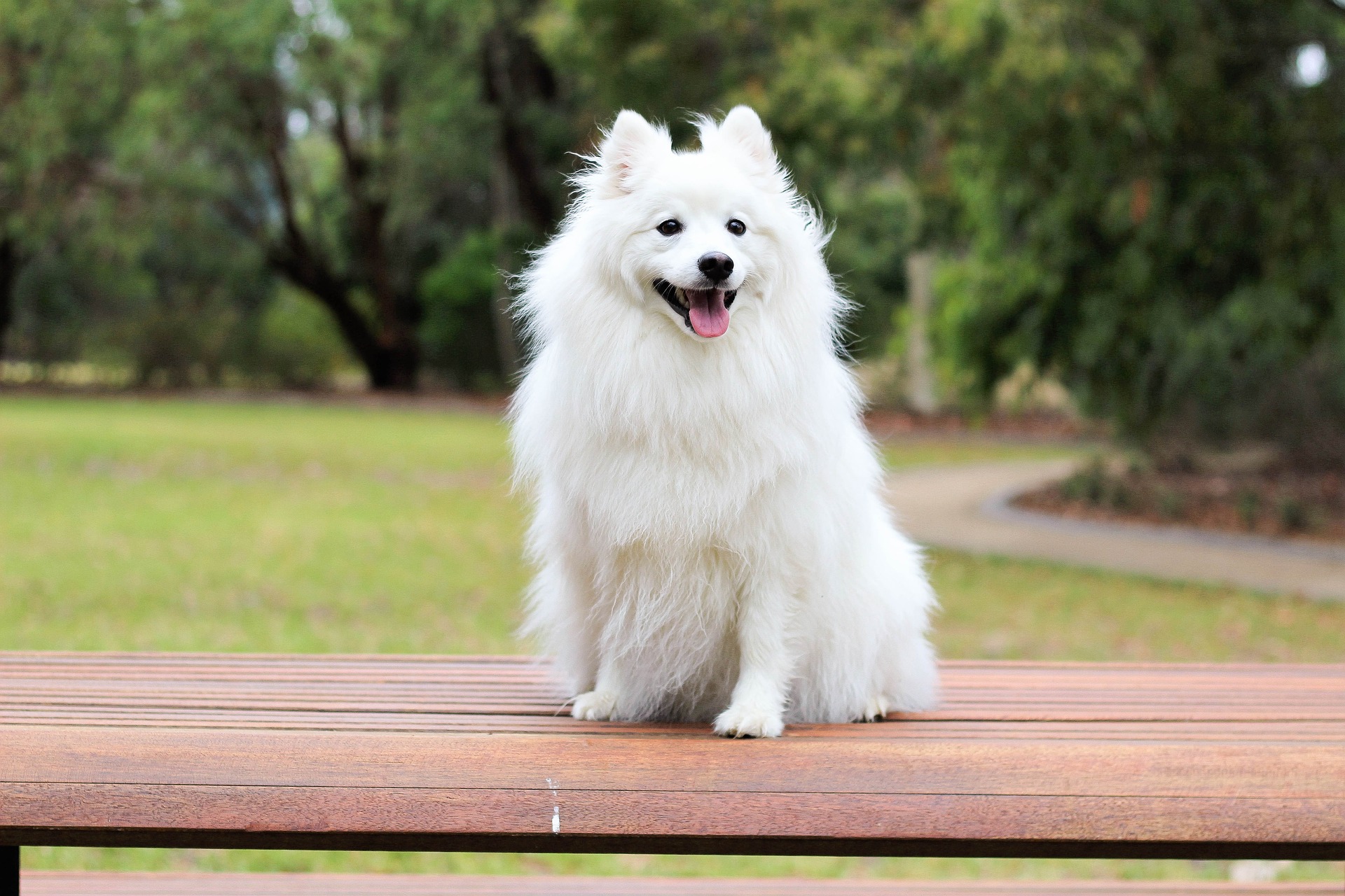 Happy spitz