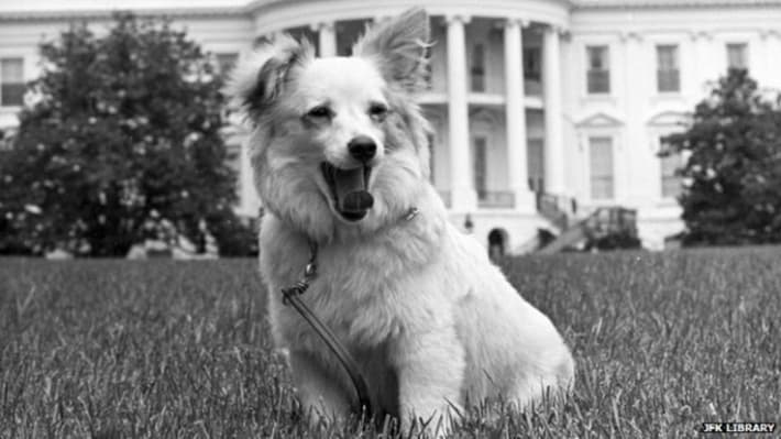 JFK's Dog Pushkina