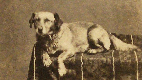 Lincoln's Dog Fido
