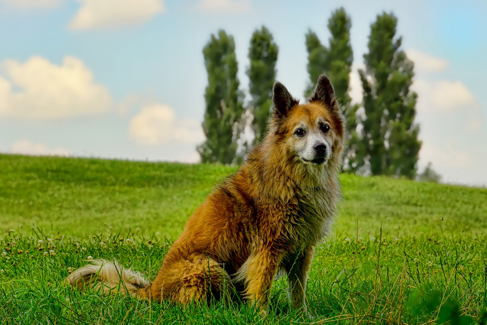 Nature pup