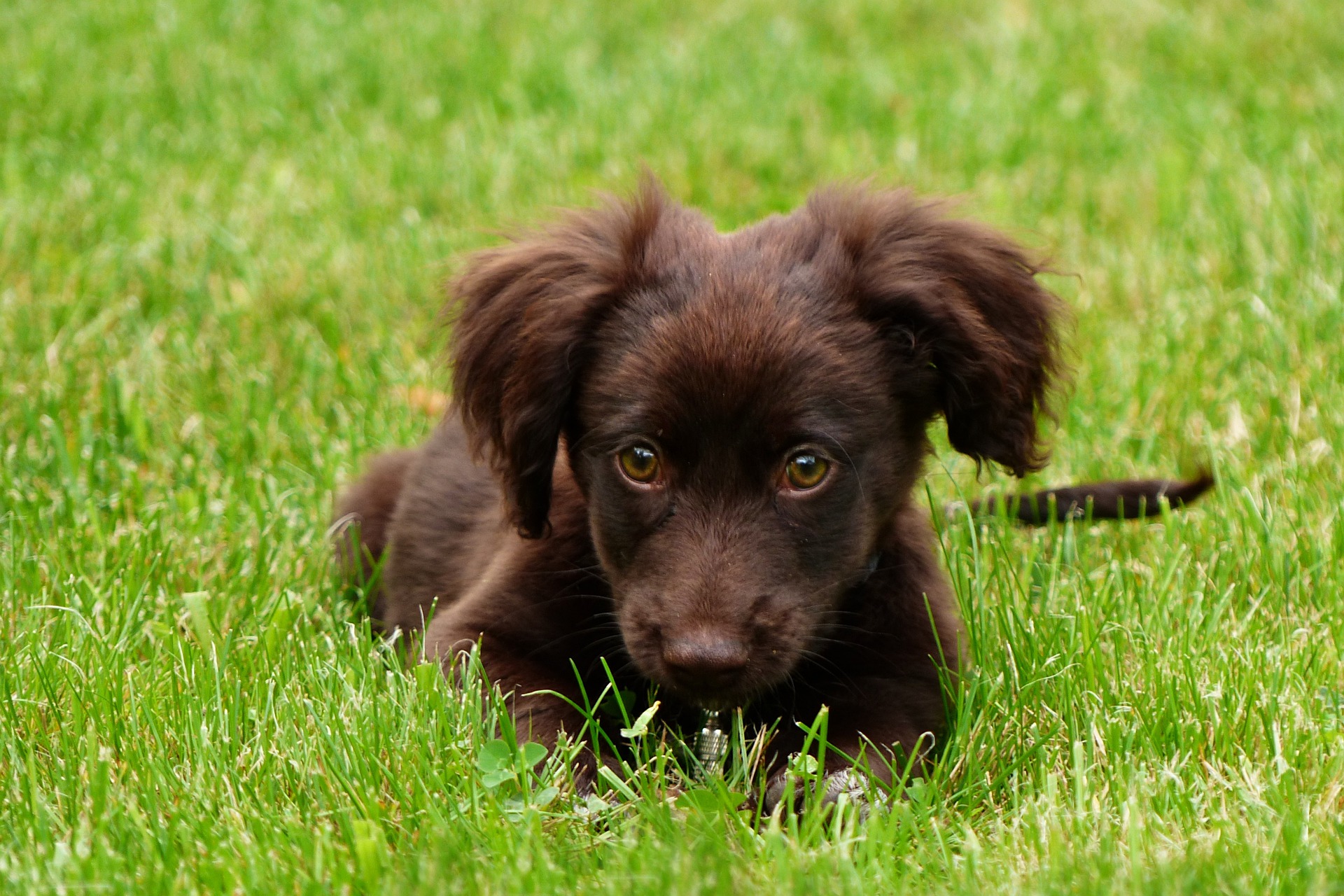 Puppy in grass