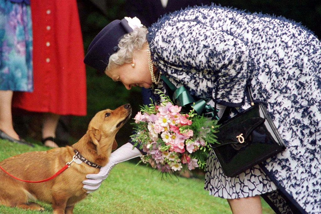 Elizabeth petting a corgi