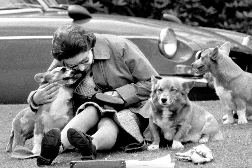 The Queen sitting with her corgis