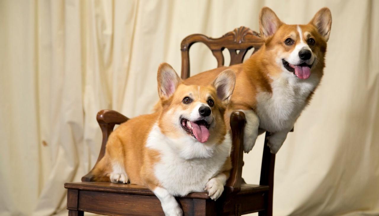 The best sale royal corgis