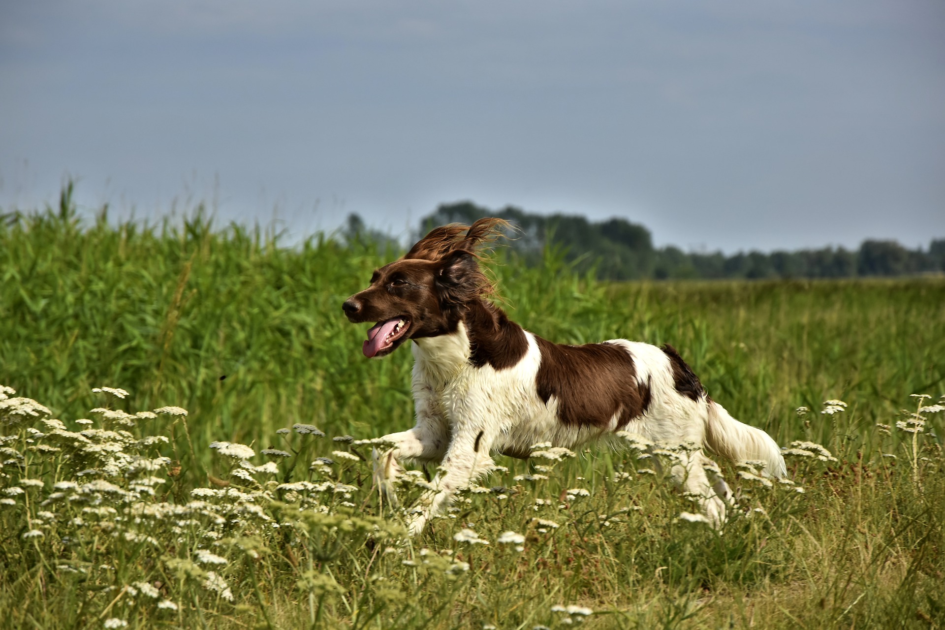 Running dog