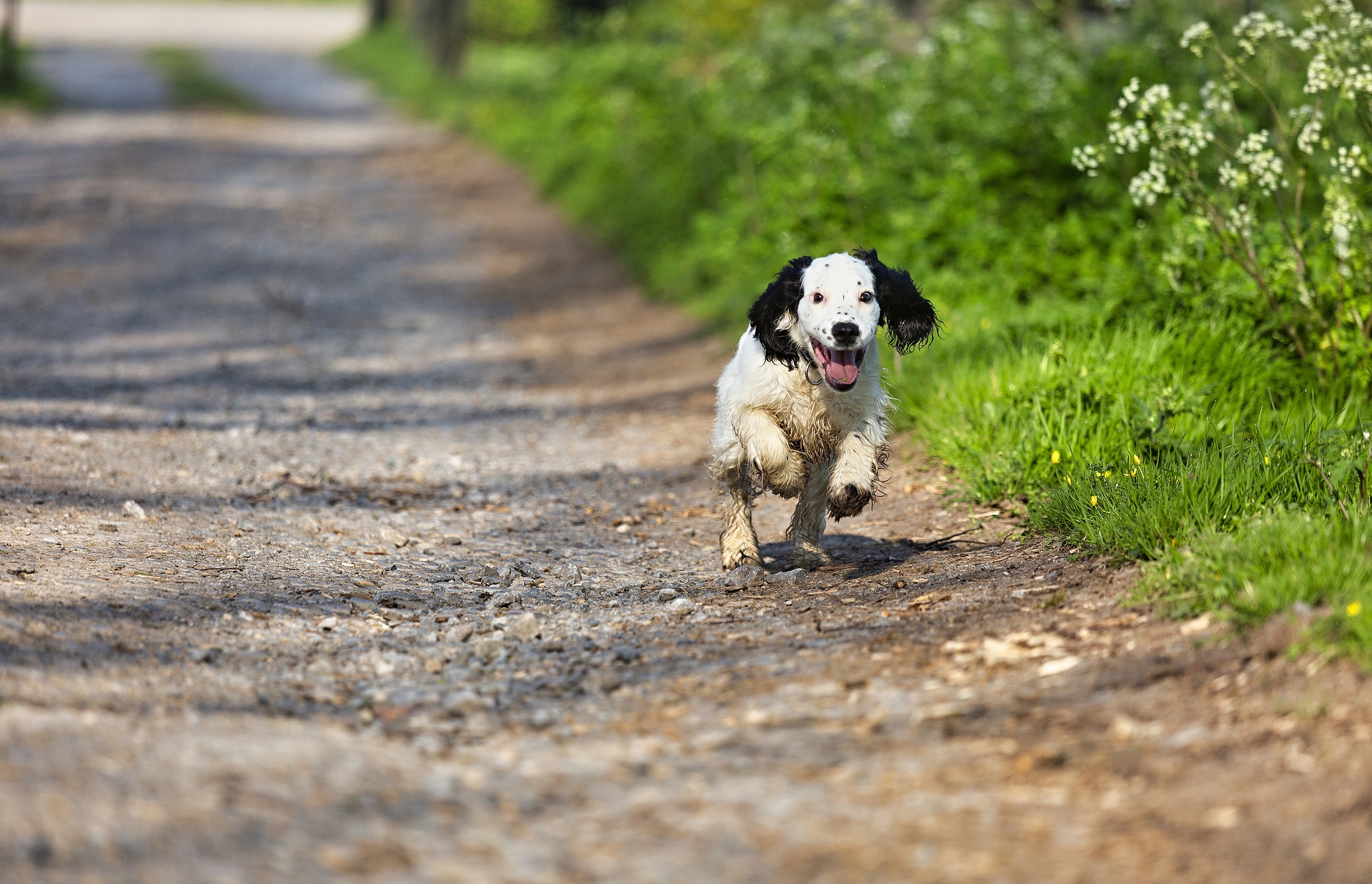 Running puppy