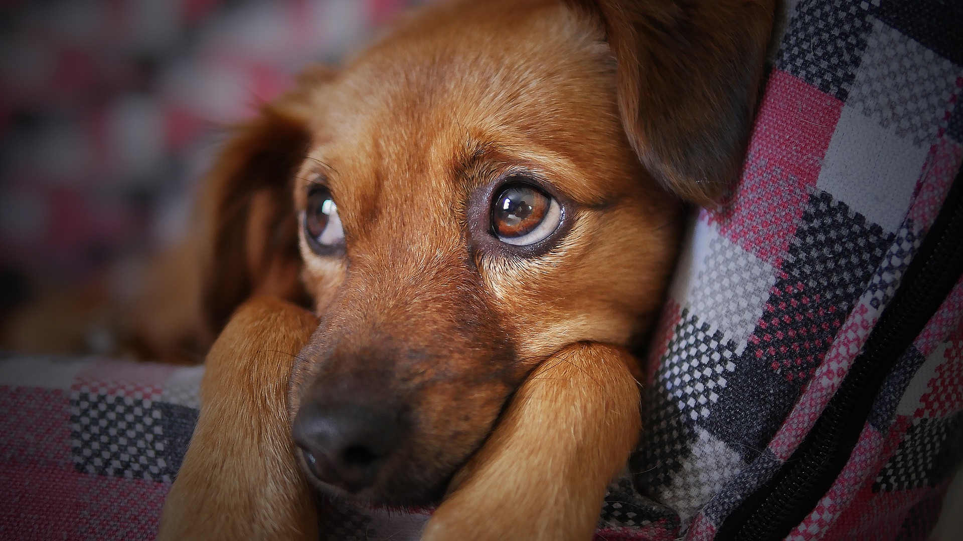 Cute puppy dog eyes