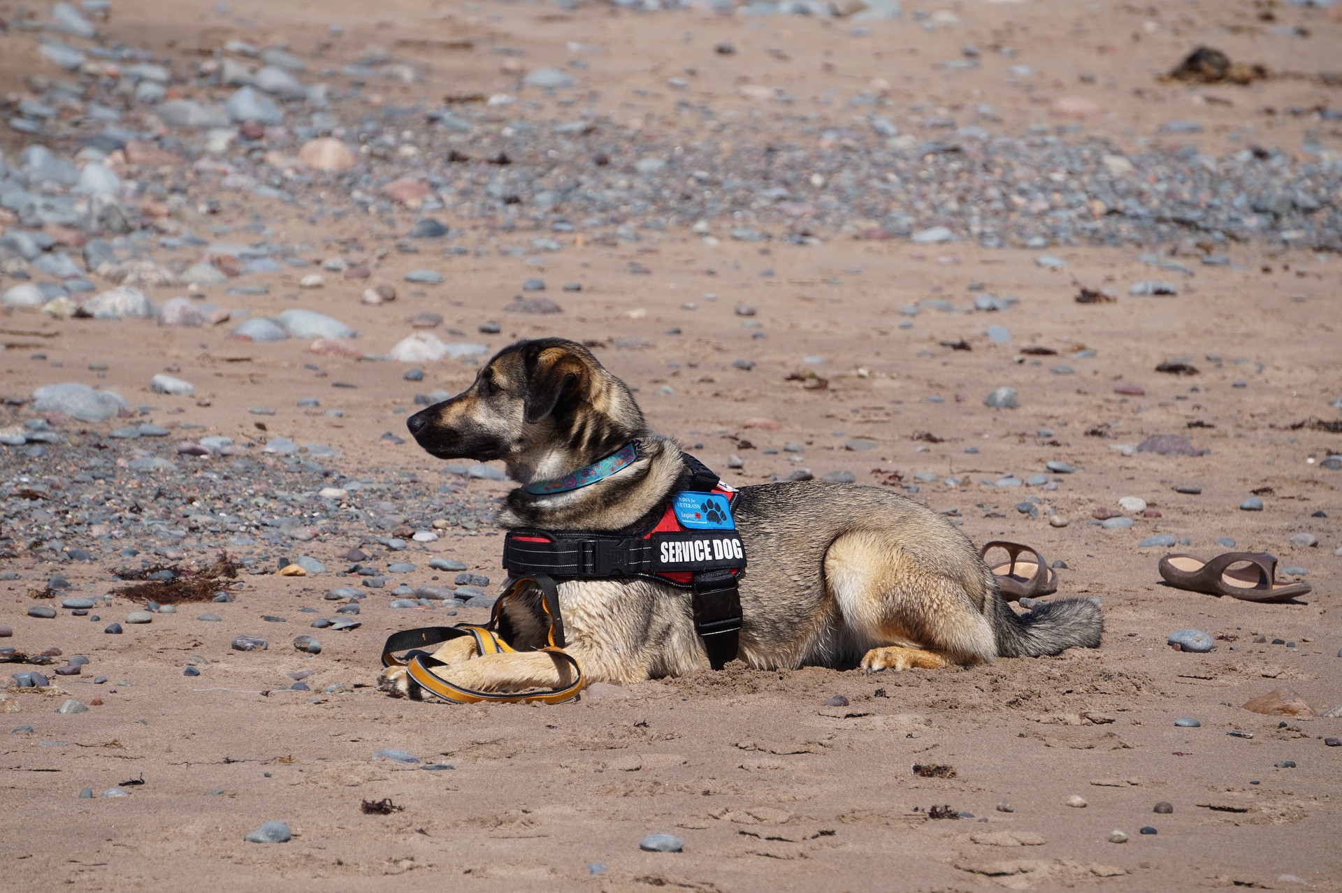 Service Dog on Beach