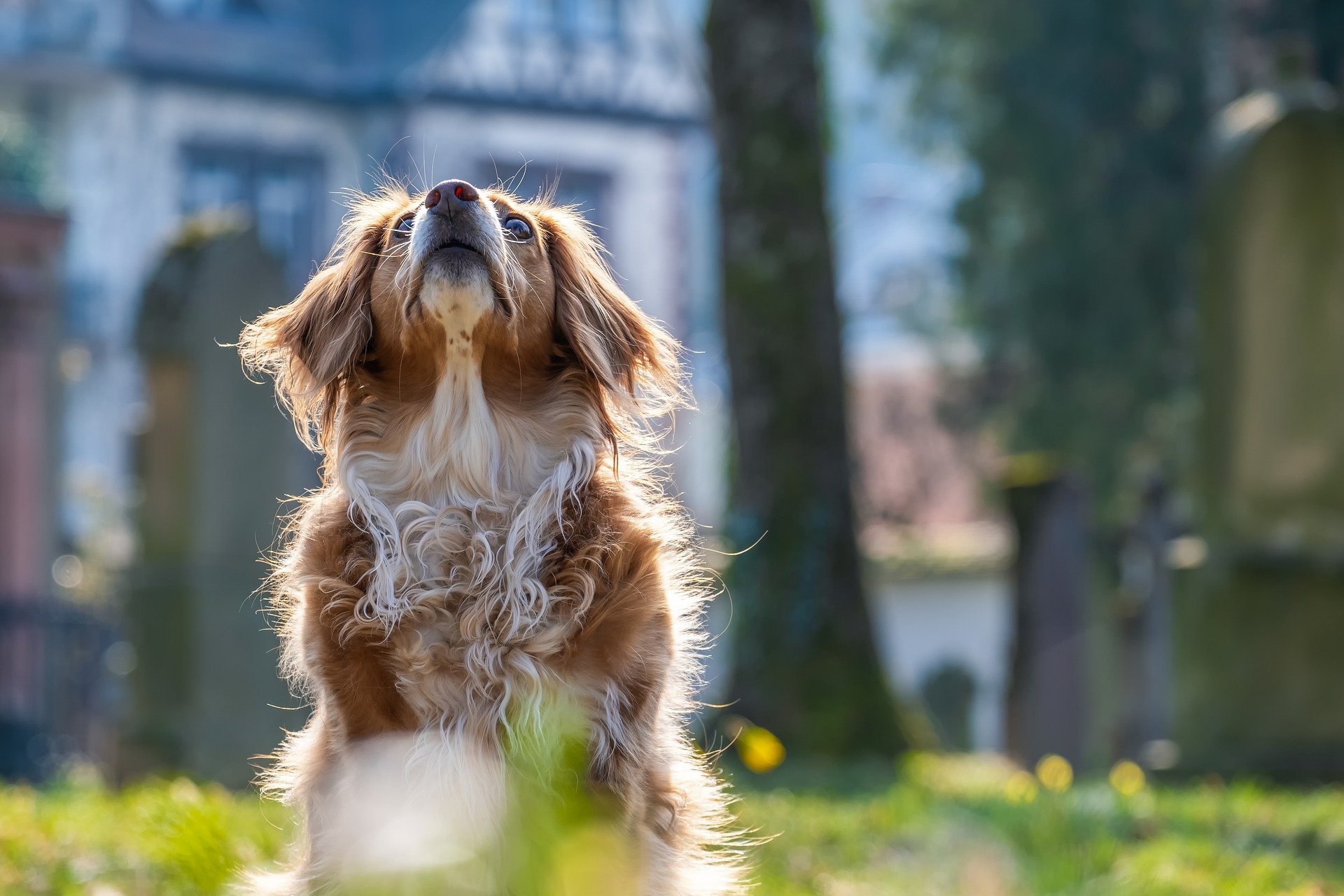 Nose up dog