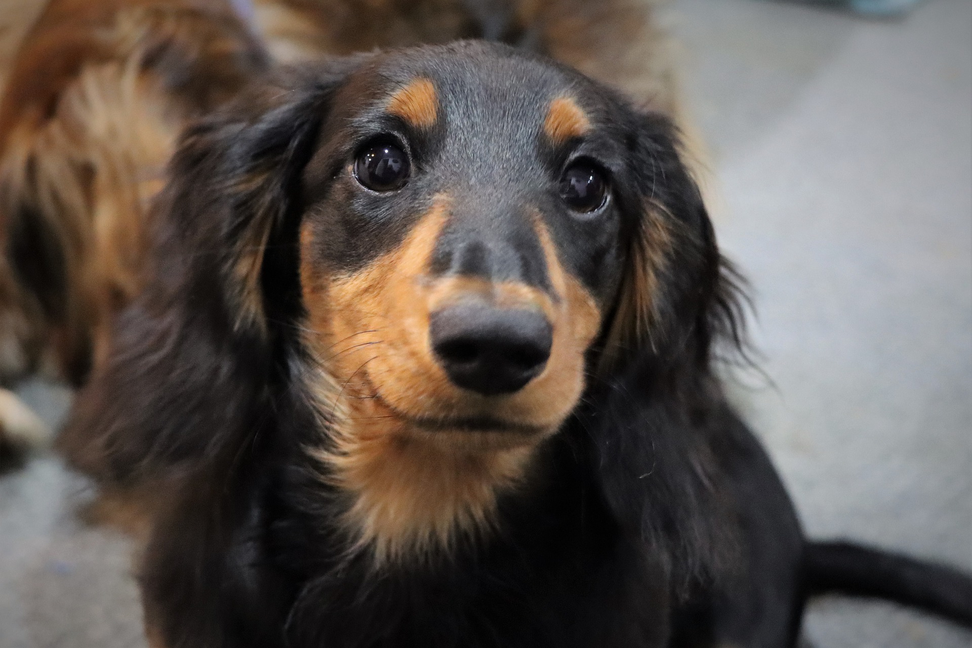 Smiling Dachshund