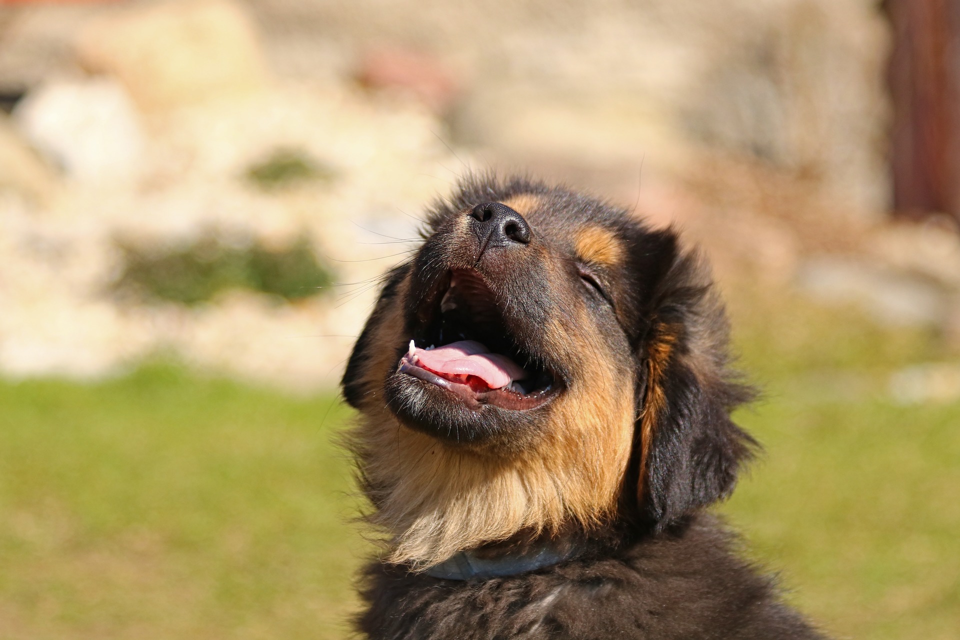 Smiling puppy