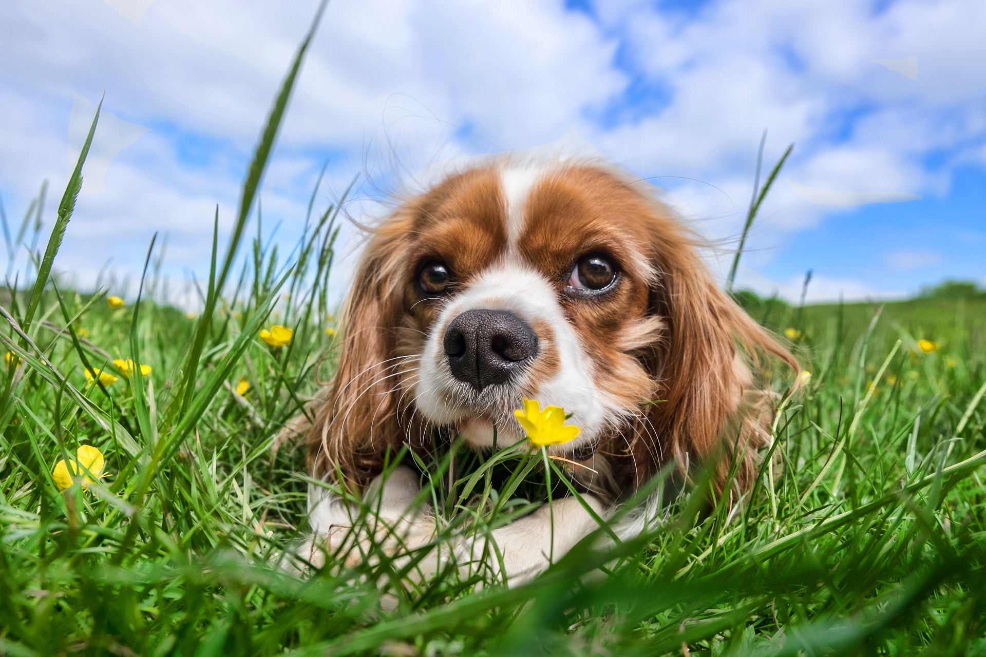 Spaniel in the flowers