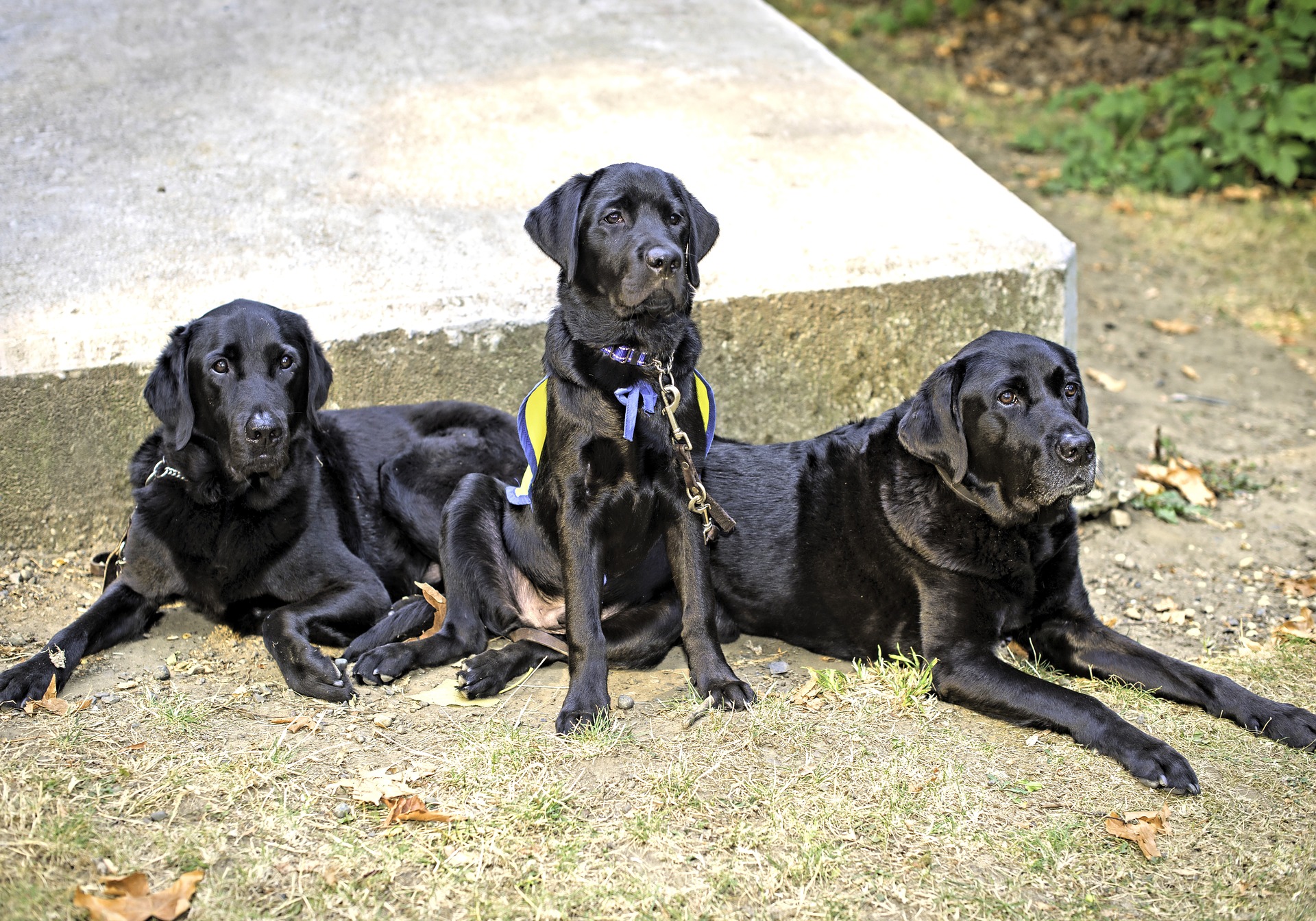 Three service dogs