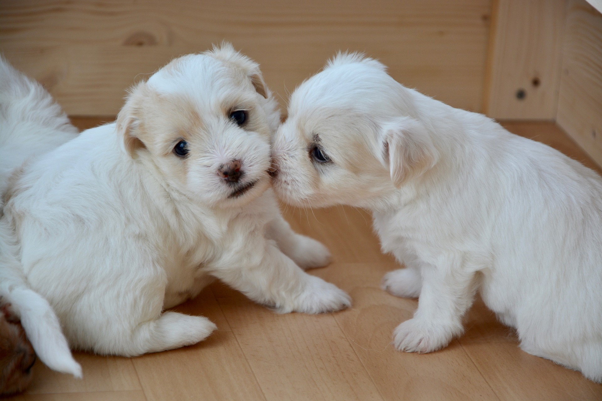 Two puppies