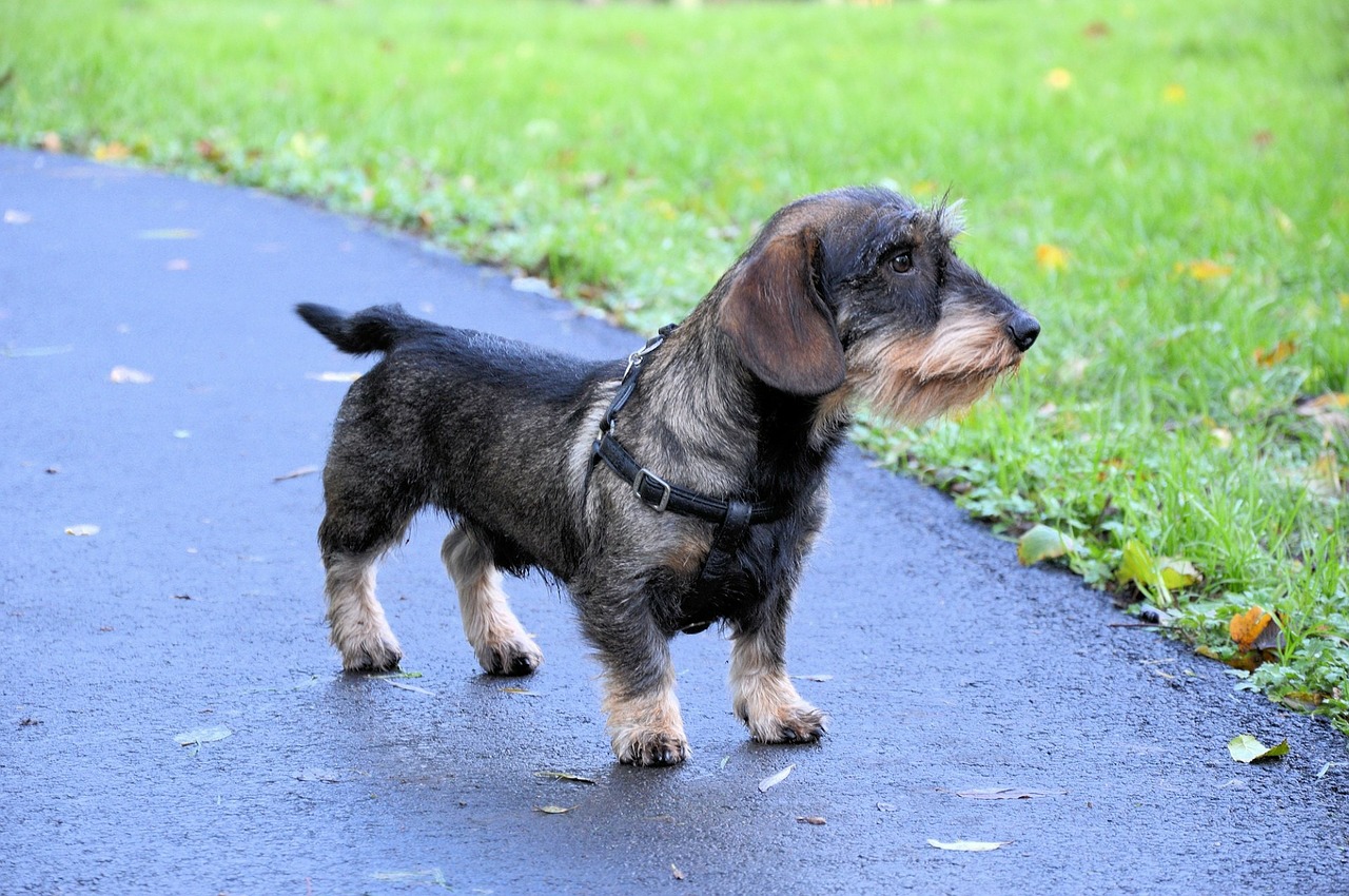 Wirehaired Dachshund on a Walk