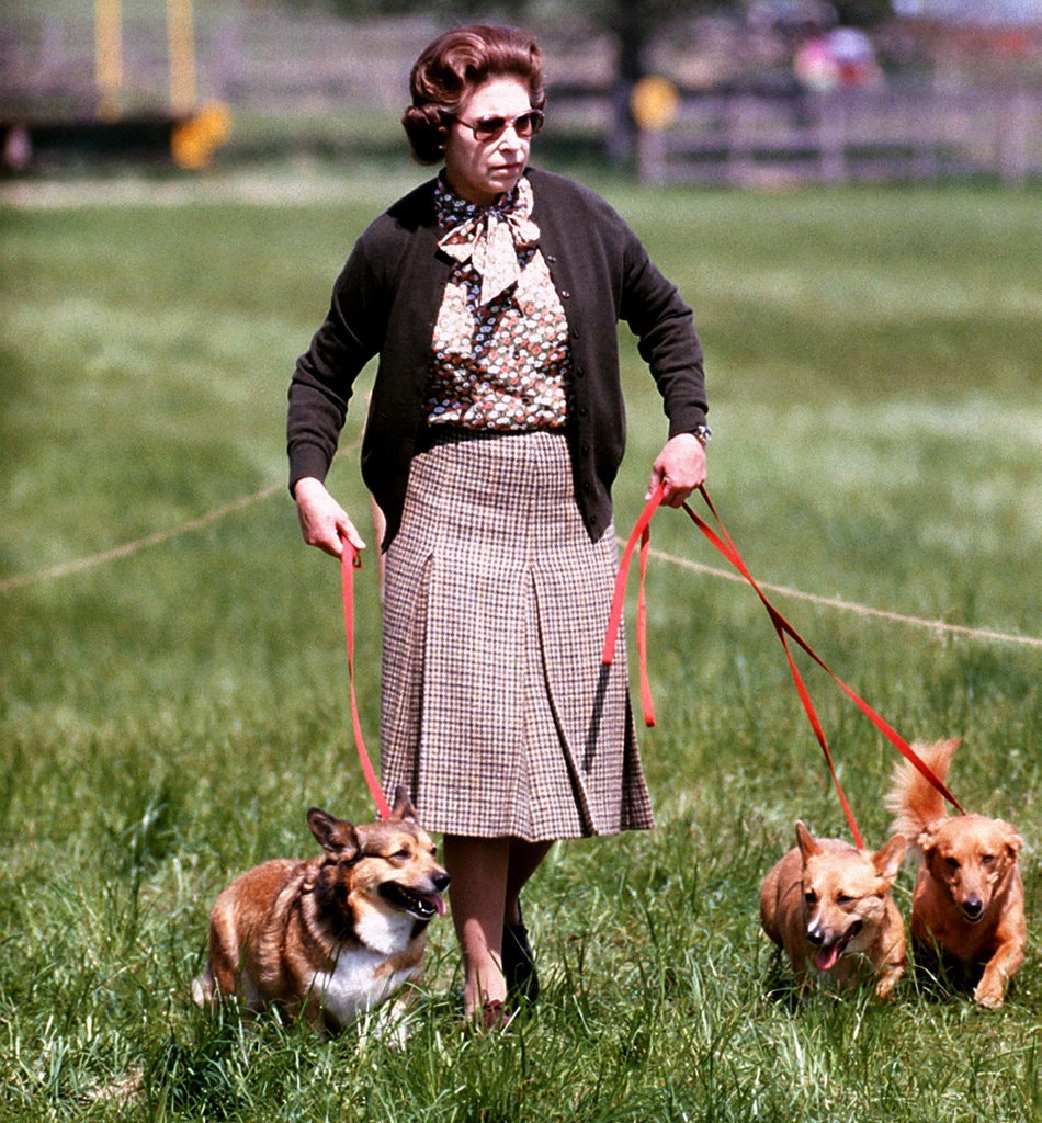 Queen Elizabeth II walking her corgis