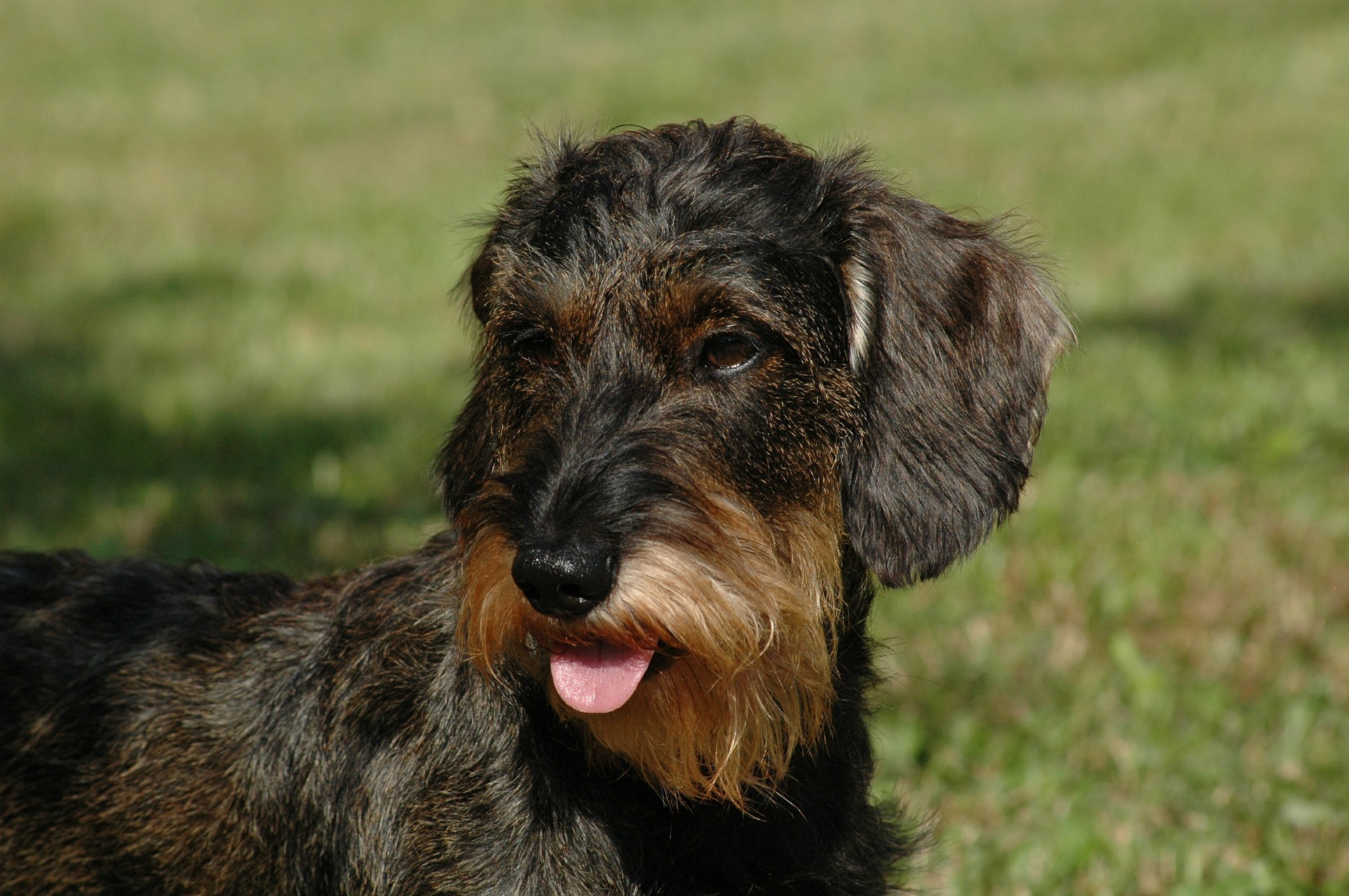 Wirehaired Dachshund